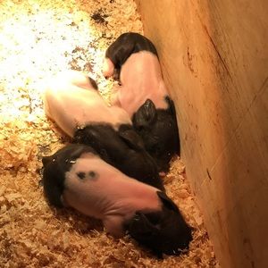 Meet your Posher, Adrianne